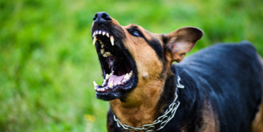 cane aggressivo