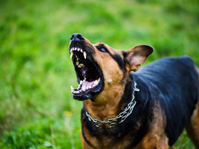 cane aggressivo