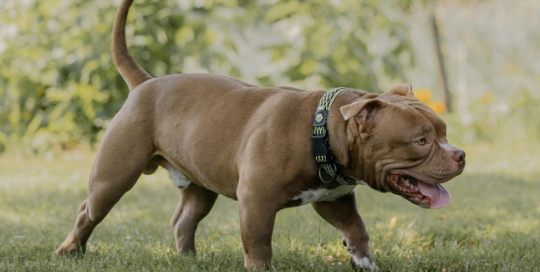 spray antiaggressione usato contro gli attacchi di cane