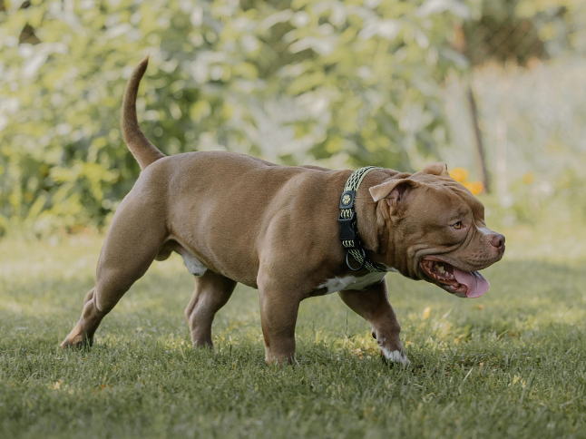 spray antiaggressione usato contro gli attacchi di cane